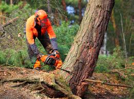 How Our Tree Care Process Works  in Fayette, MS